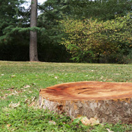 Dessouchage arbre et haie 87