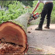 Entreprise abattage arbre 87